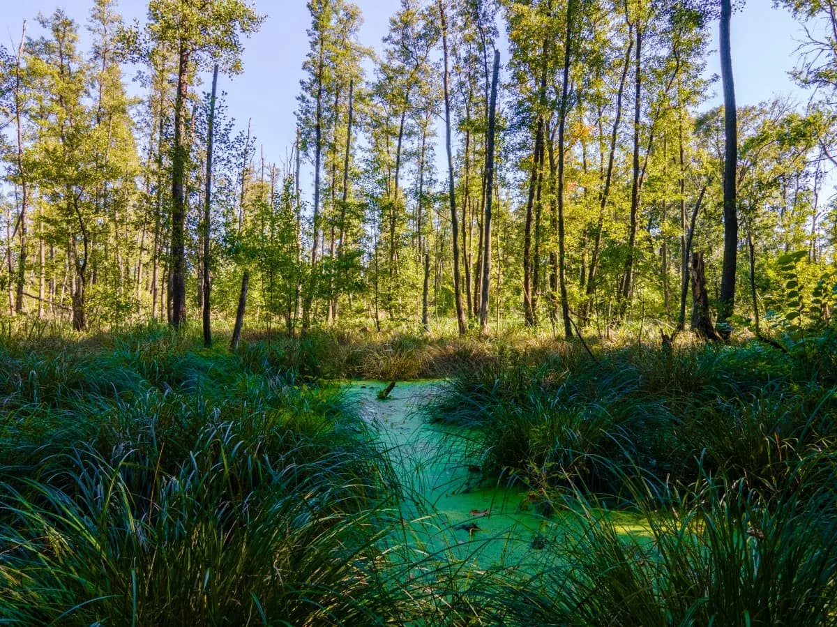 Rezerwat przyrody Olszyny Niezgodzkie – unikalne miejsce pełne tajemnic