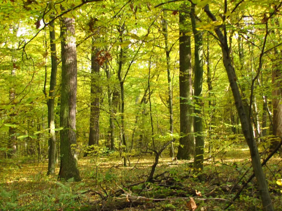 Rezerwat przyrody Chmiel - Odkryj jego unikalne piękno i atrakcje