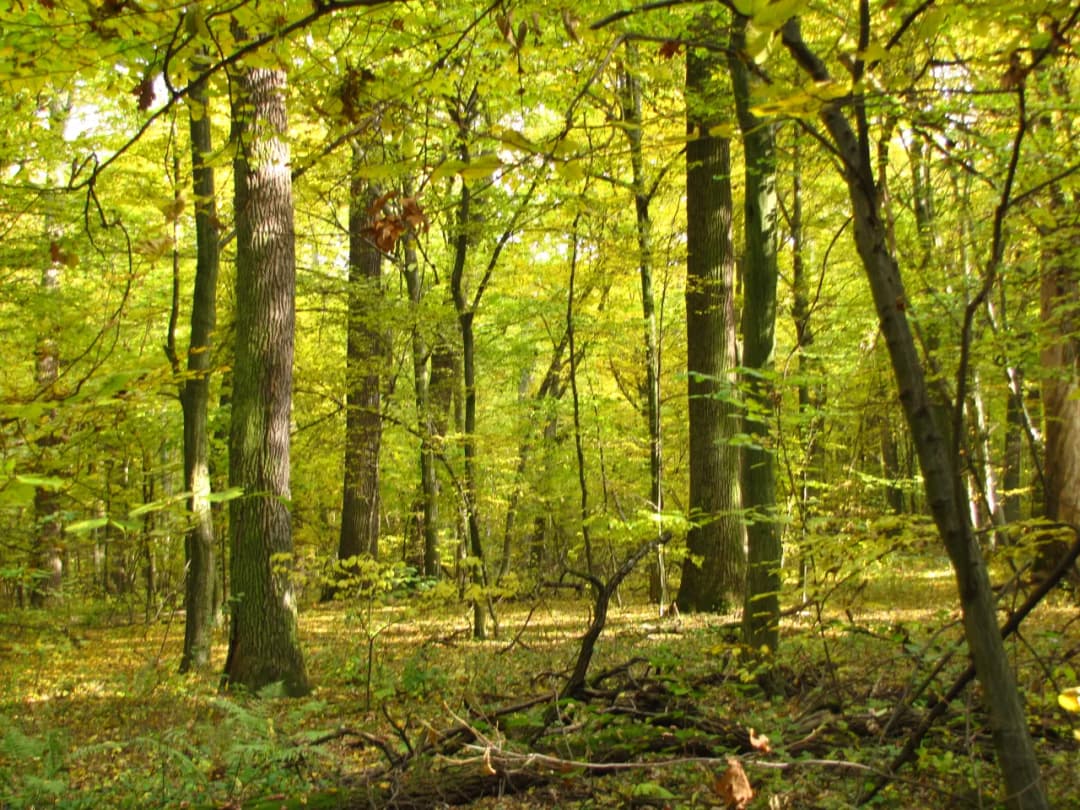 Rezerwat przyrody Chmiel - Odkryj jego unikalne piękno i atrakcje