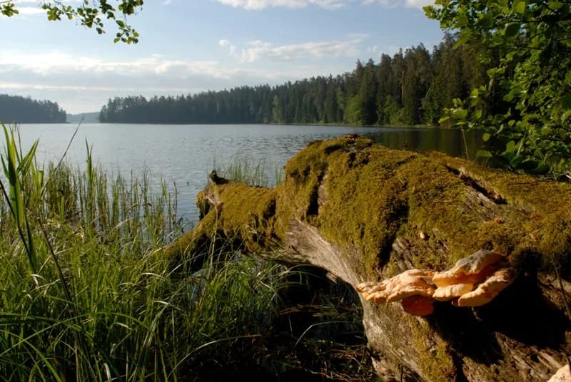 Rezerwat przyrody Jezioro Łuknajno - Odkryj jego niezwykłe bogactwo