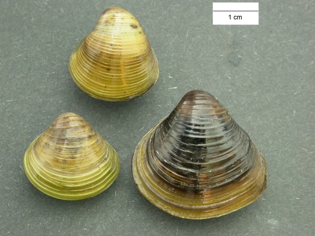 Gatunek słodkowodnego małża, który wyginął w Polsce – przyczyny i skutki