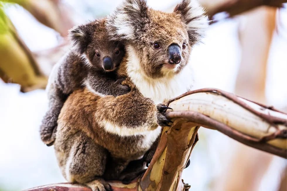 Czy koala są zagrożone wyginięciem? Poznaj alarmujące fakty i przyczyny