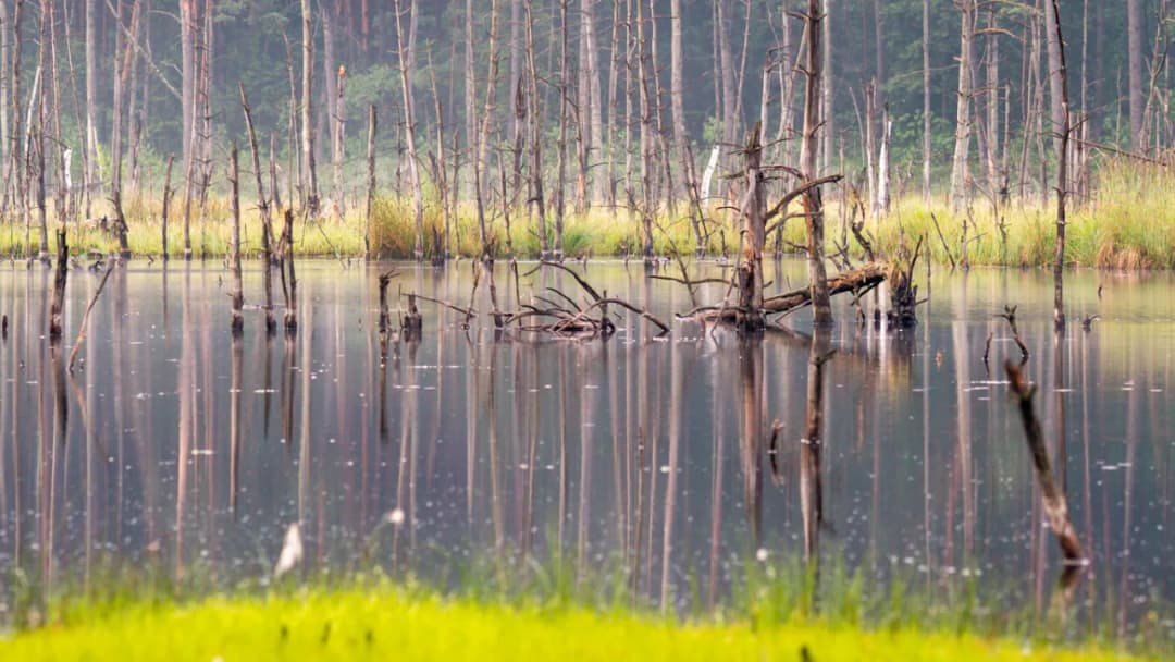 Rezerwat przyrody Bagno Bocianowskie - tajemnice natury i unikalne atrakcje