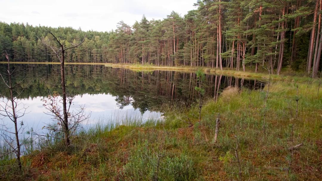 Rezerwat przyrody Tobolinka: unikalny ekosystem i rzadkie gatunki