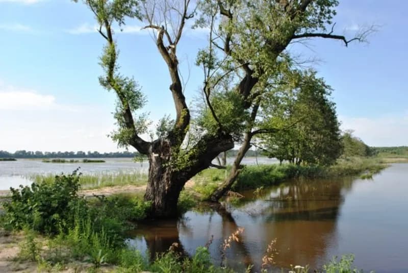 Rezerwat przyrody Łężczok: Odkryj jego unikalne bogactwo i atrakcje