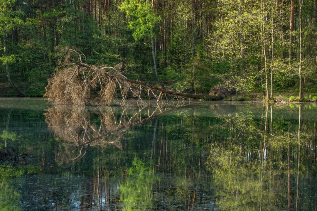 Rezerwaty przyrody Śląsk - odkryj piękno natury w regionie