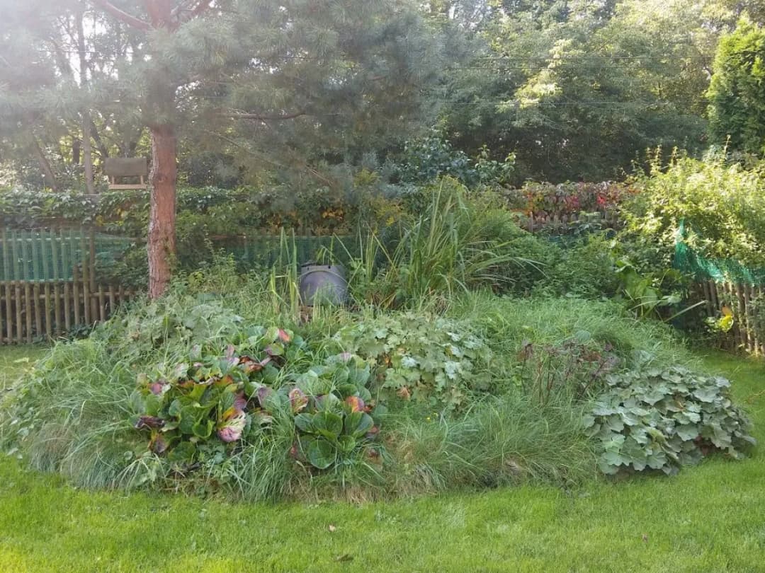 Co posadzić na oczyszczalni ścieków, aby uniknąć uszkodzeń instalacji?