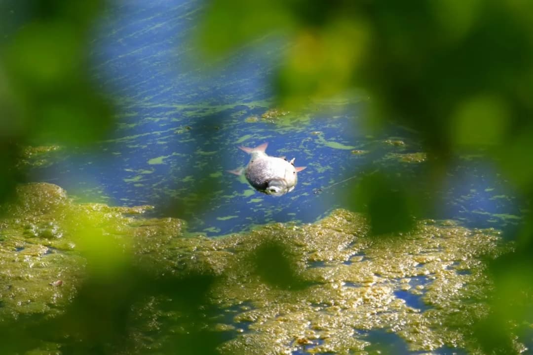 Zanieczyszczenie Odry: Gdzie jest i jakie są jego skutki?