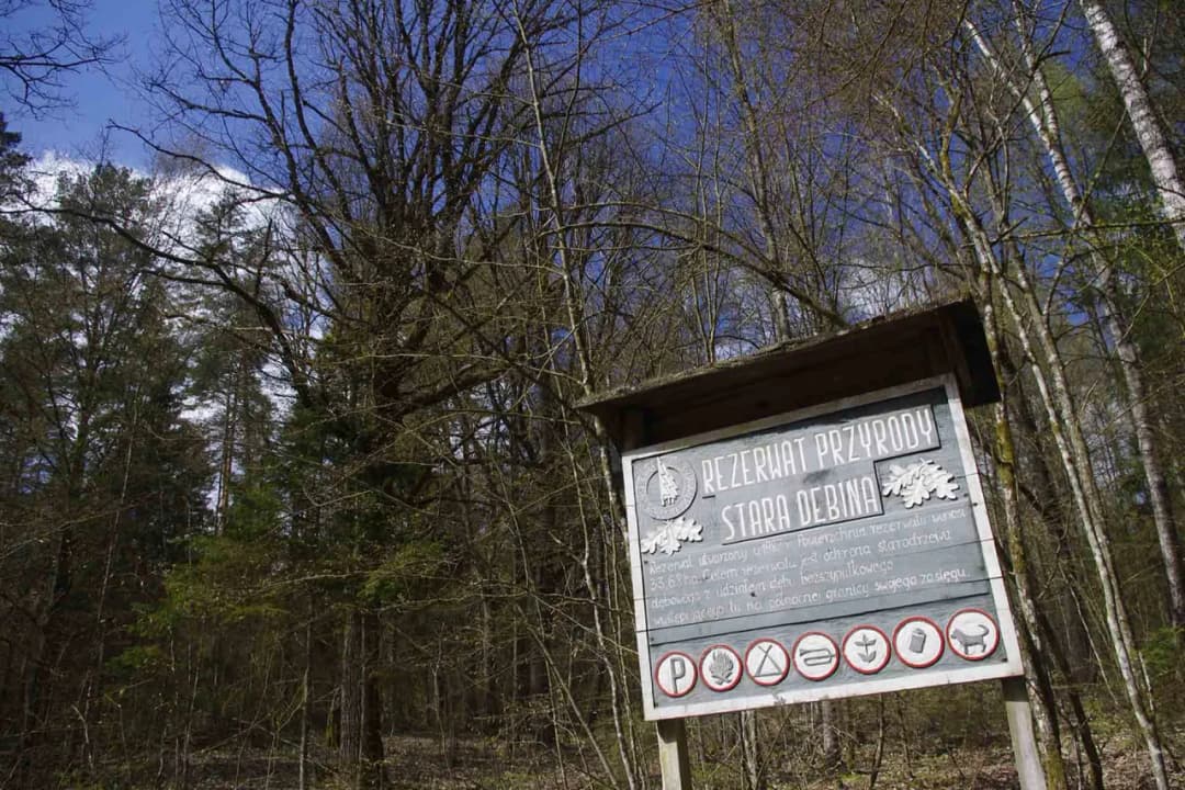 Rezerwaty przyrody Dębina w Polsce: unikalne miejsca i ich tajemnice